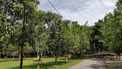 Pemprov Gorontalo Dikritik Soal Peran SAKA, Pemerhati Nilai Kritik Hanya karena ‘Sakit Hati’